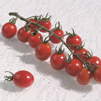 Picture of Tomat Apero, Ekologiskt odlat frö GSPP