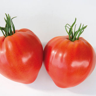 Picture of Tomat Cauralina, Ekologiskt odlat frö GSPP
