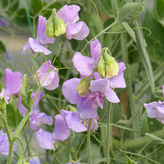 Picture of Lathyrus Spring Sunshine Lilac