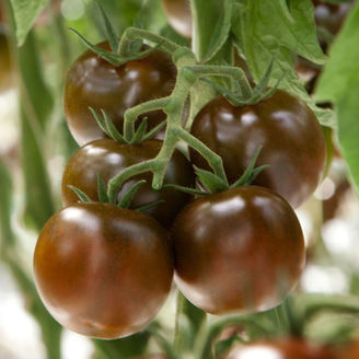 Picture of Tomat King Creole f1 GSPP