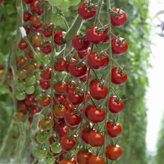 Picture of Tomat Cheramy ekologisk GSPP