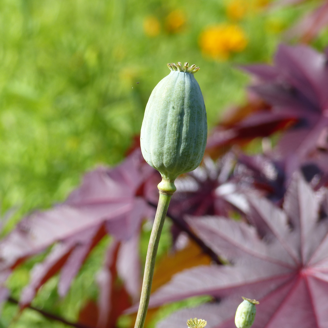 Picture of Papaver The Giant