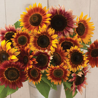 Picture of Helianthus Autumn Beauty