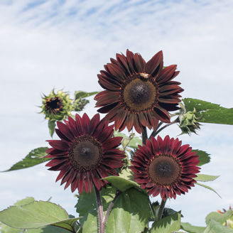 Picture of Helianthus Rouge Royale
