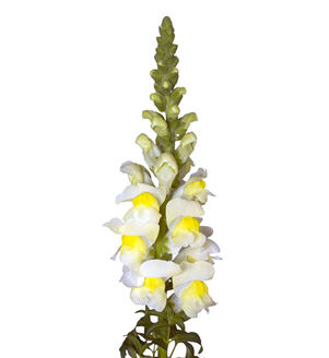 Picture of Antirrhinum Orleans Early Lemon