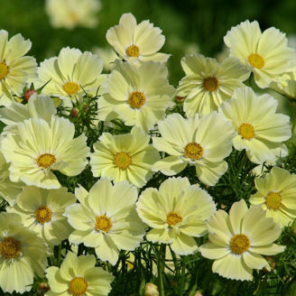 Picture of Cosmos Xanthos