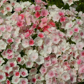 Picture of Phlox Blushing Bride