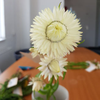 Picture of Helichrysum Creamy White