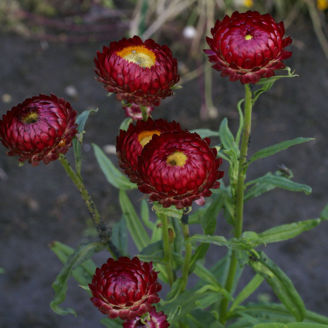 Picture of Helichrysum Purple Red
