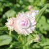 Picture of Helichrysum Silvery Rose