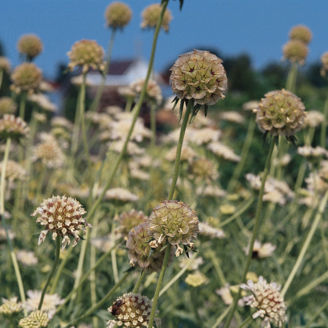 Picture of Scabiosa Drumstick