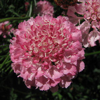 Picture of Scabiosa QIS Salmon Pink