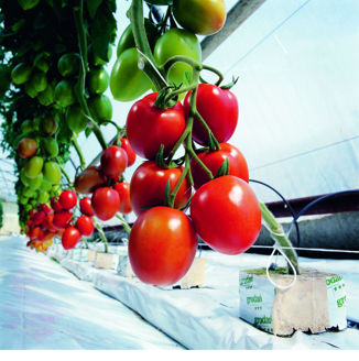 Picture of Tomat Myriade, Ekologiskt odlat frö GSPP