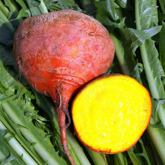 Picture of Gulbeta Golden Globe, ekologiskt odlat frö