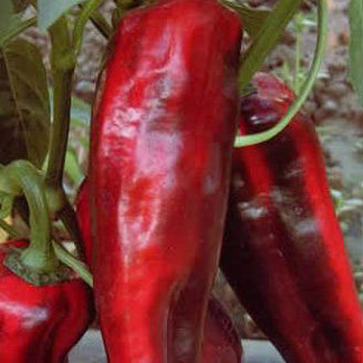 Picture of Paprika Thor F1