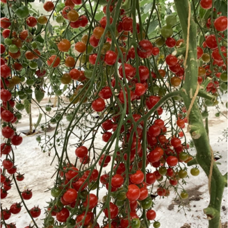 Picture of Tomat Red Cherry ekologiskt odlat frö