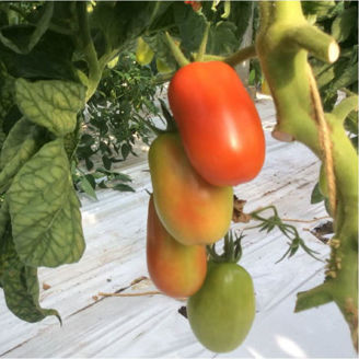 Picture of Tomat Roma VF ekologiskt odlat frö