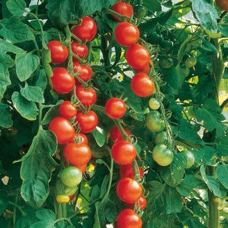 Picture of Tomat Gartenfreude