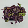 media.product.imagealternatetextformat.details