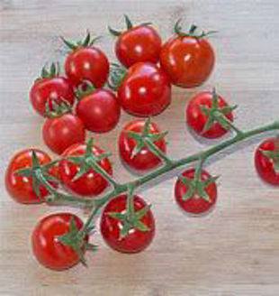 Picture of Tomat Sakura F1 GSPP