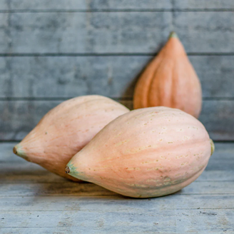 Picture of Pumpa Sweet Fall