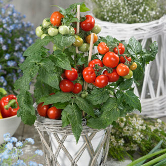 Picture of Tomat Tarzan F1