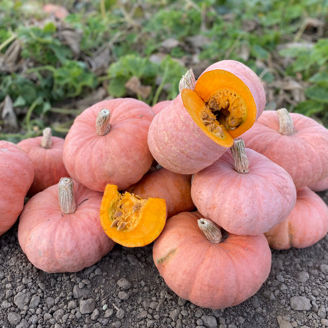 Picture of Pumpa Pink Panther F1