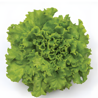 Picture of Bataviasallat Bassari