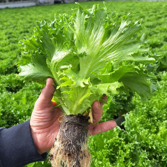 Picture of Krispsallat Fjordstar