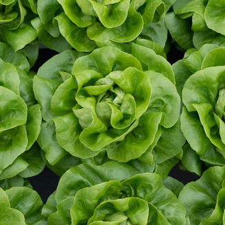 Picture of Huvudsallat Geoffrey