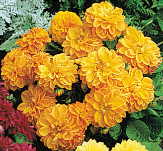 Picture of Dahlia Figaro - Orange Shades