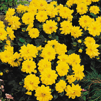 Picture of Dahlia Figaro - Yellow Shades