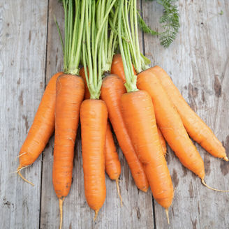 Picture of Morot Rodiva KS, ekologiskt odlat frö