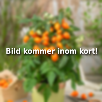 Picture of Tomat Sweet Sturdy™ F1