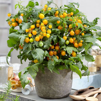 Picture of Tomat Sweet Sturdy™ F1 - Grace