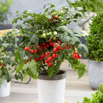 Picture of Tomat Sweet Sturdy™ F1 - Jo