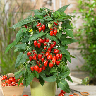 Picture of Tomat Sunny Drops™ F1 Red