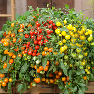 Picture of Tomat Donna F1