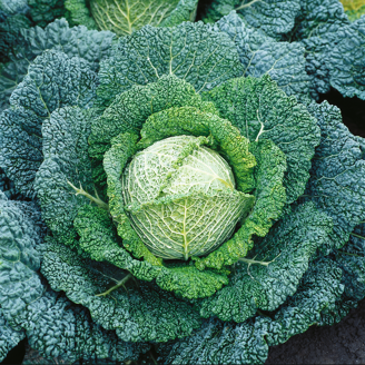 Picture of Savoykål Miletta F1