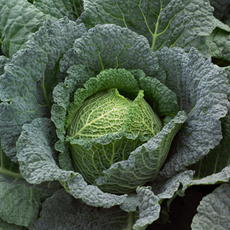 Picture of Savoykål Utah F1