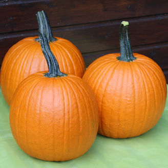 Picture of Halloweenpumpa Garnet Gold F1