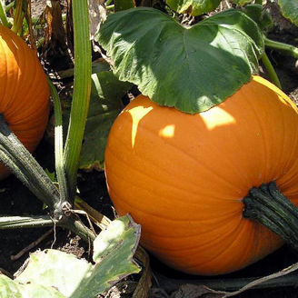 Picture of Halloweenpumpa Ghostrider