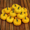 Picture of Pumpa Yellow Jacket F1