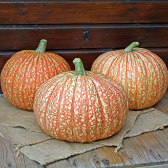 Picture of Pumpa One too Many F1