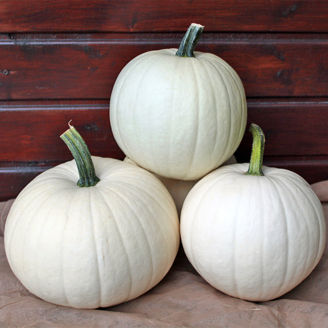 Picture of Pumpa Honey Moon F1